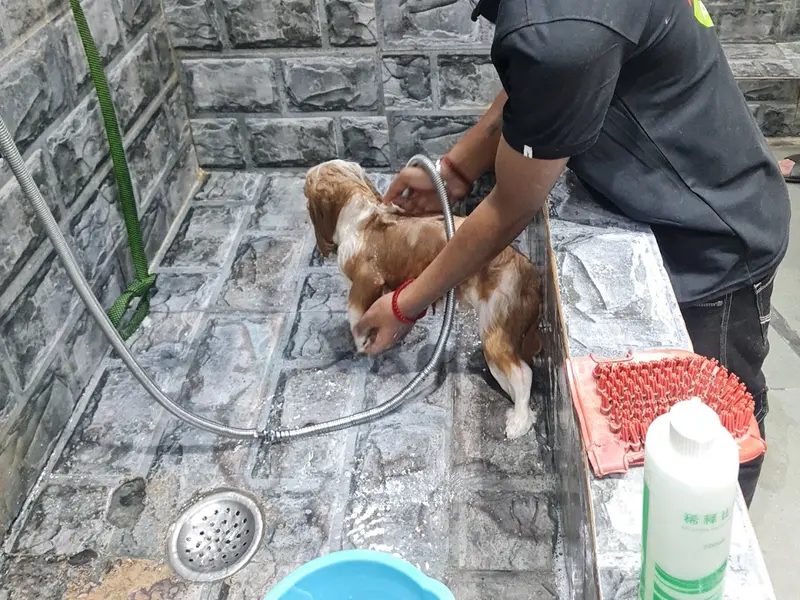 24x7 Pet Clinic, photo 4