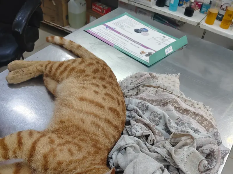 AP VET DOG & CAT CLINIC, photo 3