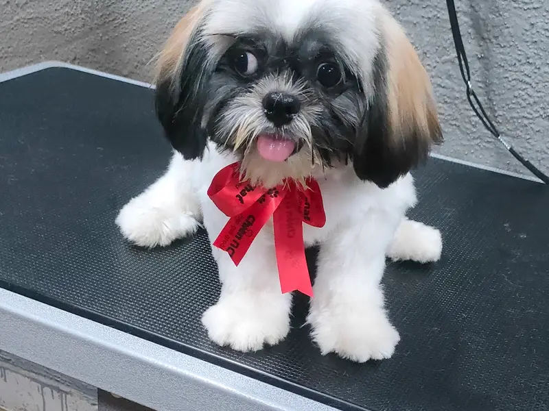 Chien N Chat Pet Shop & Spa, photo 3