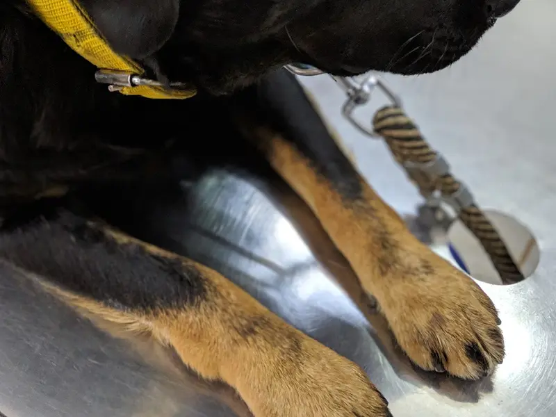 Cure And Care Pet Polyclinic, photo 5