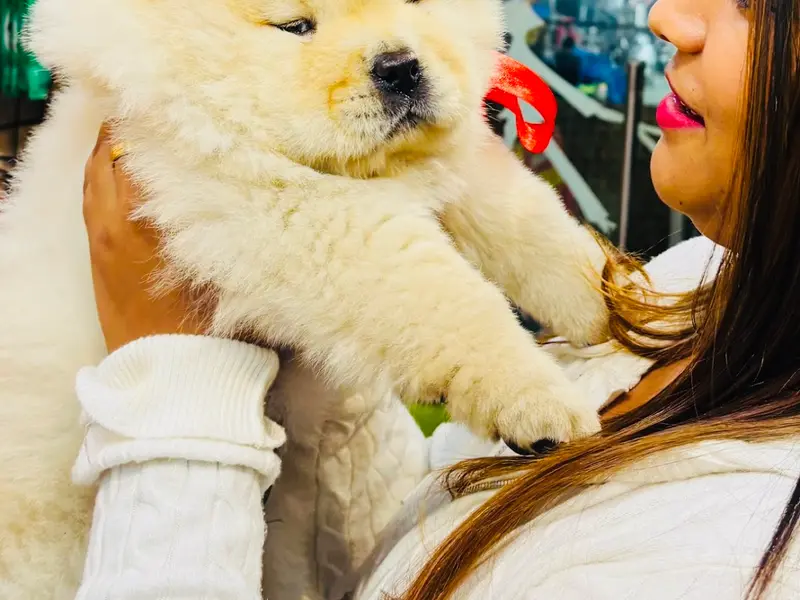 Barking Mad Pet store and grooming Salon | West Delhi's Viral store, photo 2