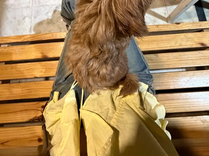 Barking Mad Pet store and grooming Salon | West Delhi's Viral store, photo 4