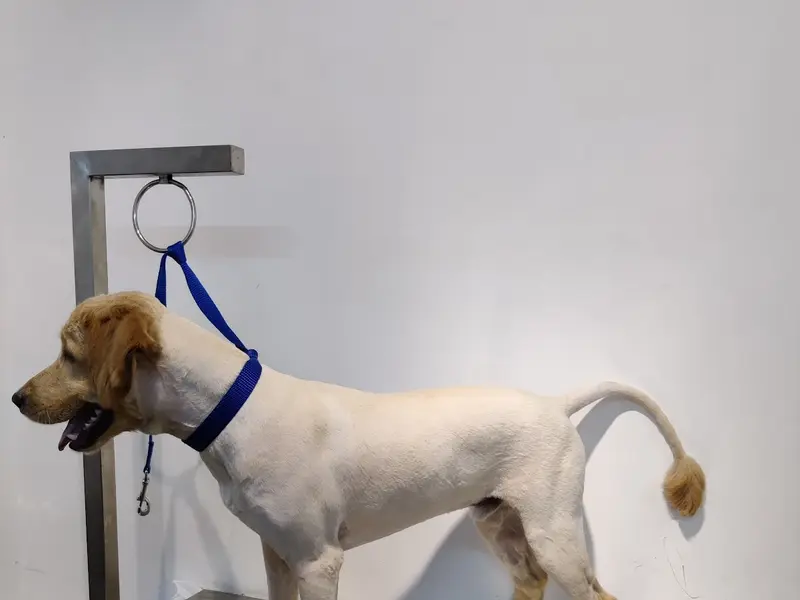Curly Tails Pet Shop & Grooming, photo 3