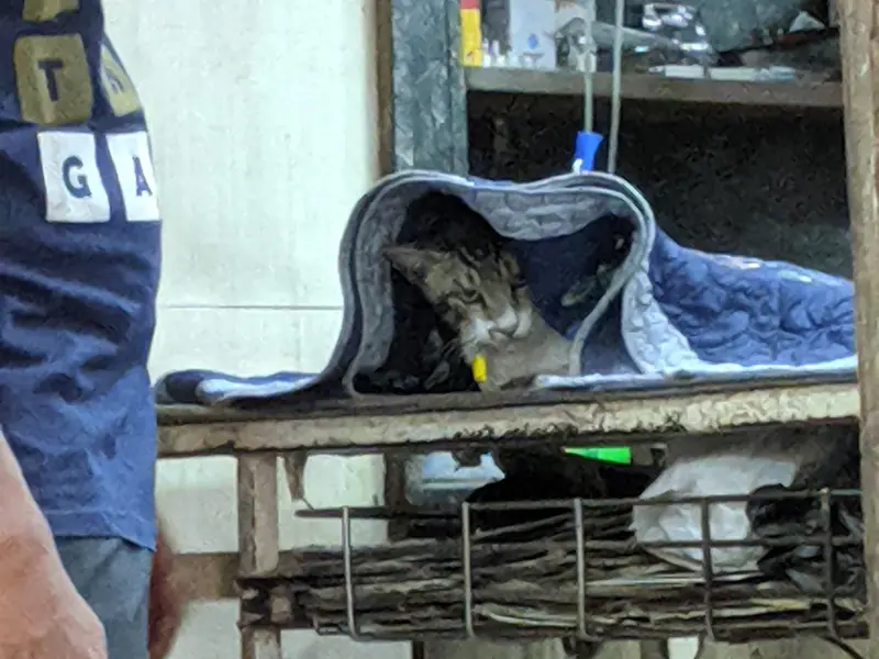 Dr. Vijay Pet Clinic, photo 4