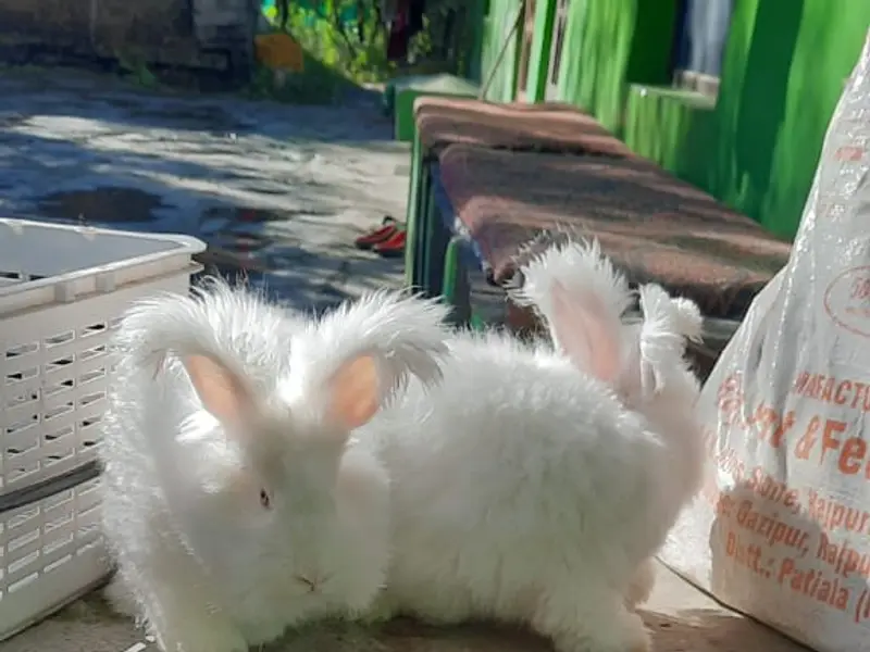 Atharve Pets Kennel, photo 2