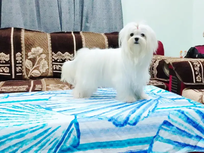 Atharve Pets Kennel, photo 3