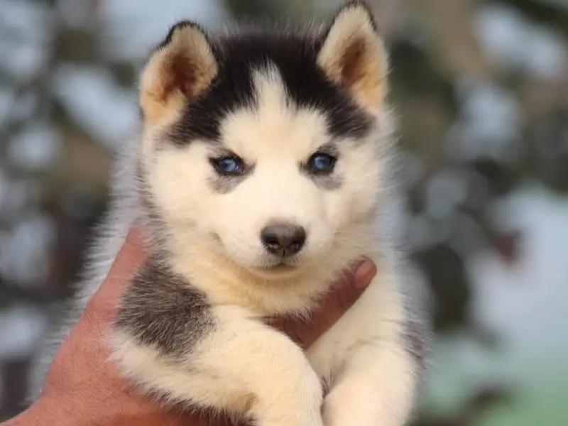 Atharve Pets Kennel, photo 5
