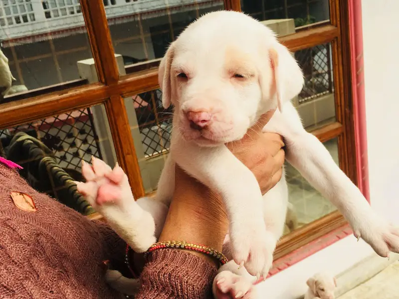 Badal kennel delhi, photo 2
