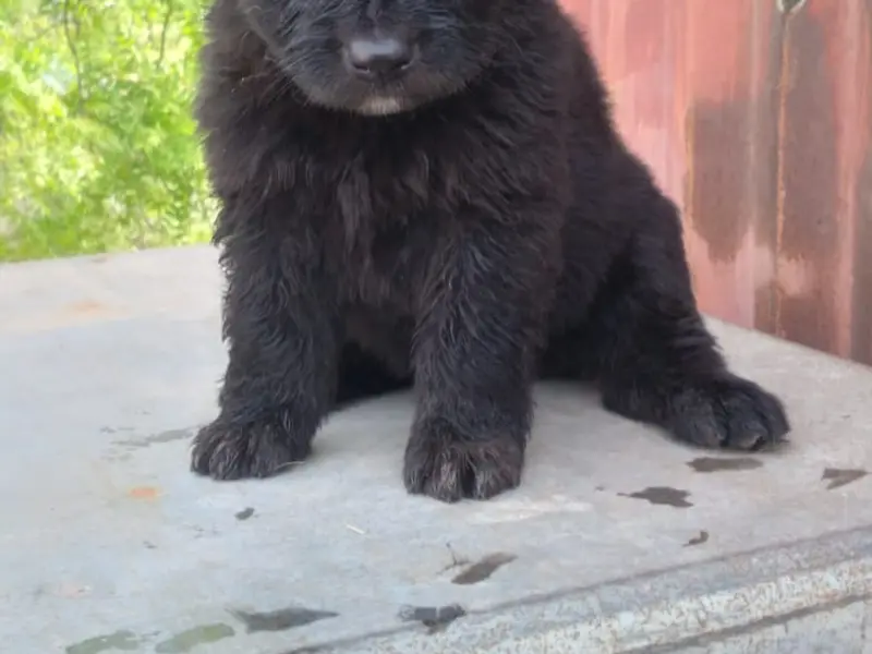 Badal kennel delhi, photo 3