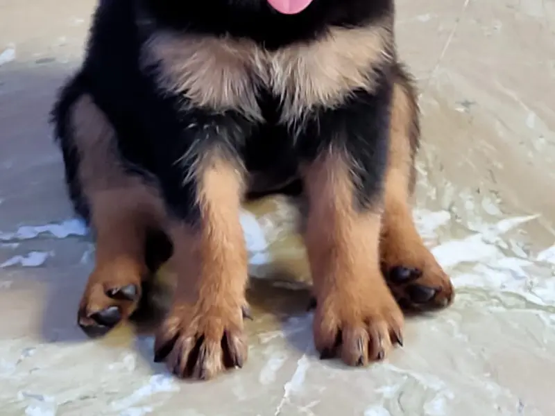 Badal kennel delhi, photo 4