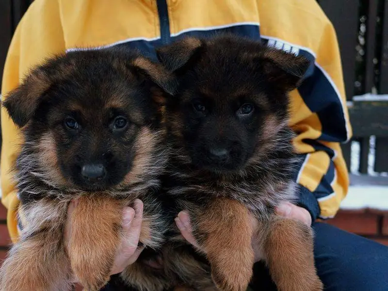 Badal kennel delhi, photo 5