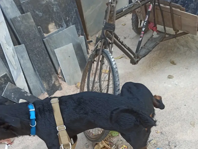 Dog Walking & Dog boarding by Rama Pet Care, photo 2