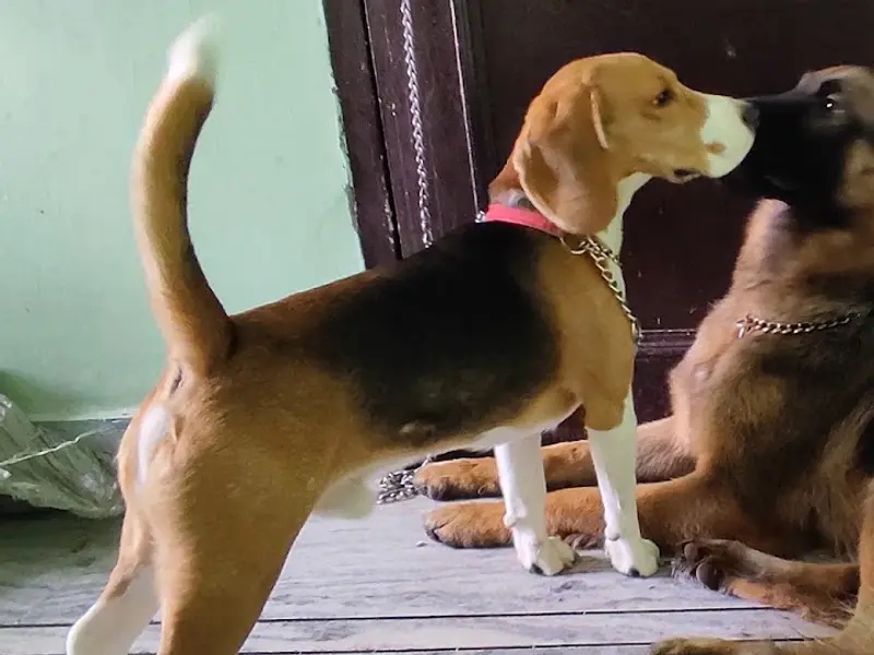 Dog Walking & Dog boarding by Rama Pet Care, photo 3