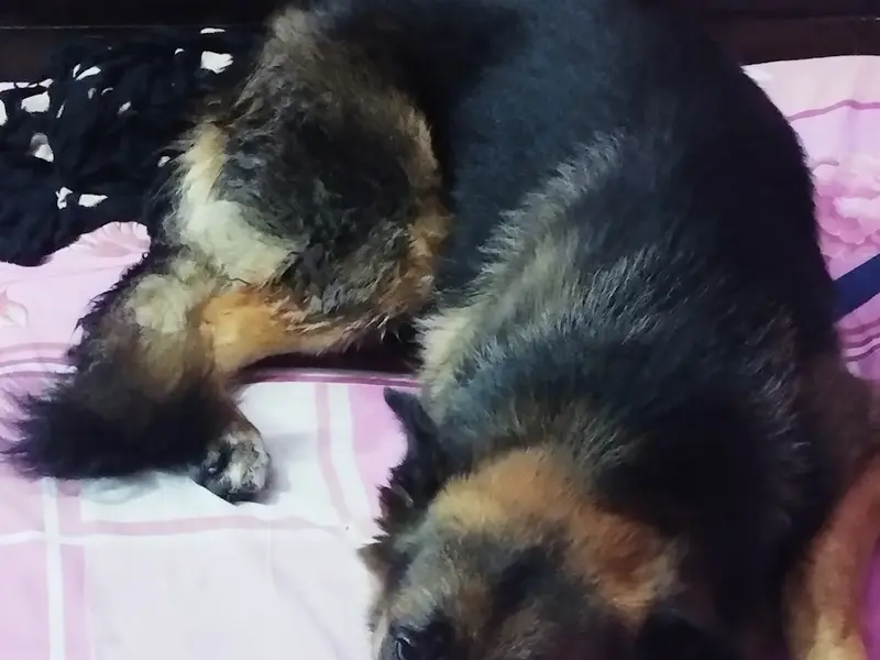 Dog Walking & Dog boarding by Rama Pet Care, photo 4