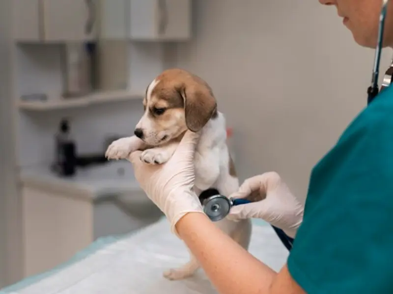 Doggy World Veterinary Hospital Rohini, photo 2
