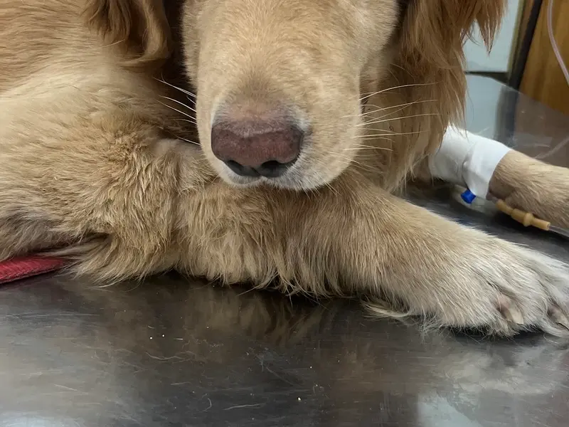 Doggy World Veterinary Hospital Rohini, photo 5