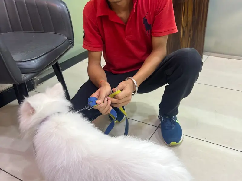 Doggy World Veterinary Hospital, Sec 24, Rohini, photo 4