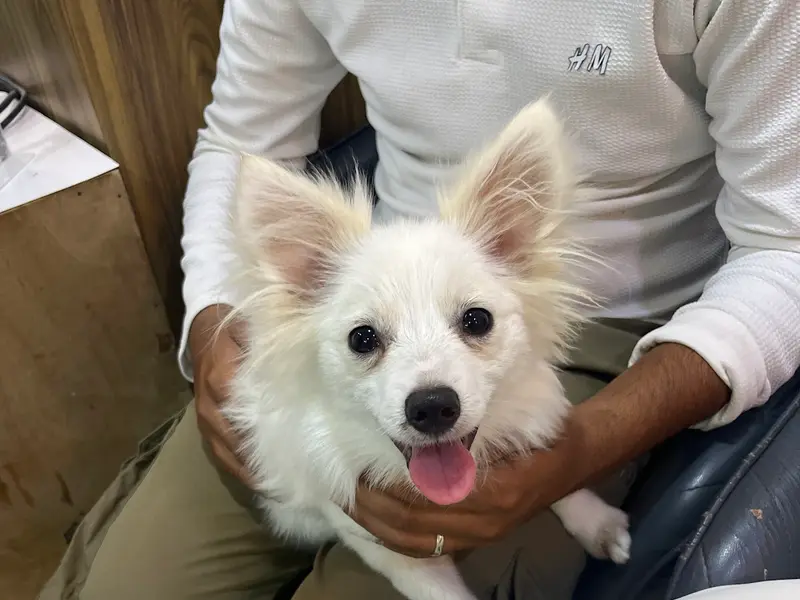 Doggy World Veterinary Hospital, Sec 24, Rohini, photo 5