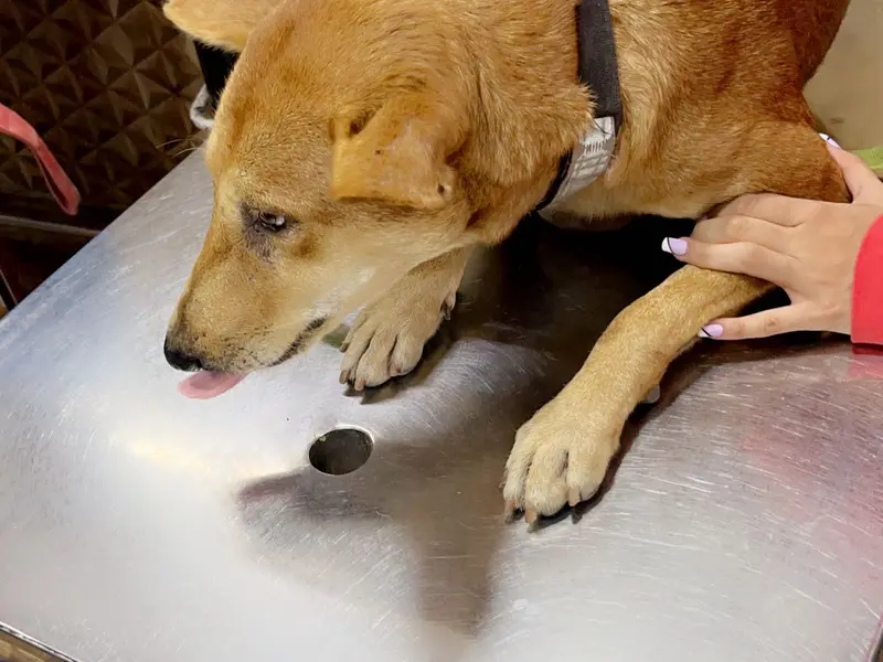 DoWELL Veterinary Clinic, photo 3