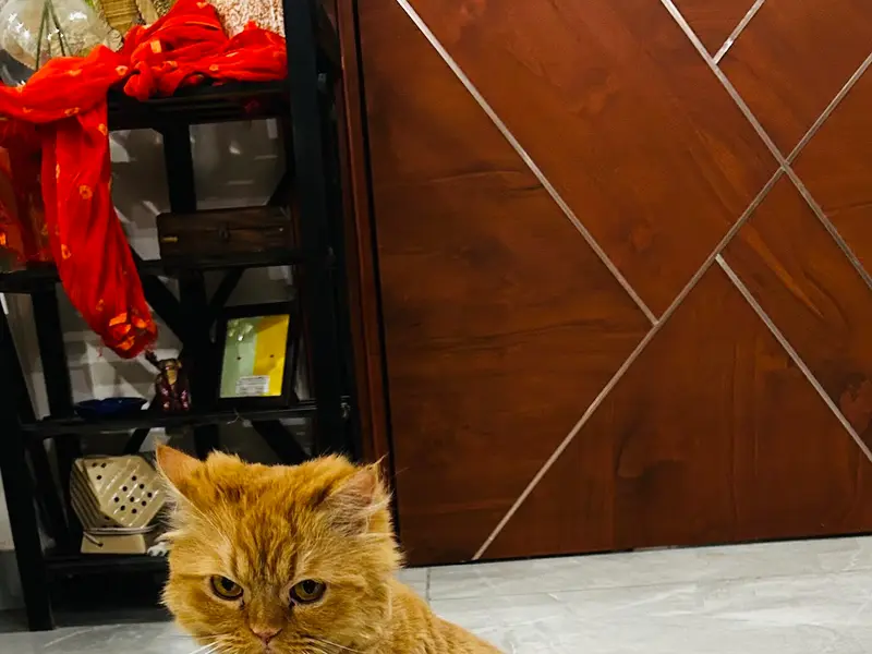 DoWELL Veterinary Clinic, photo 4