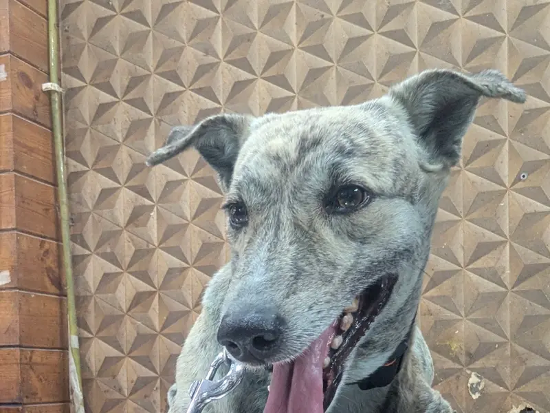 DoWELL Veterinary Clinic, photo 5