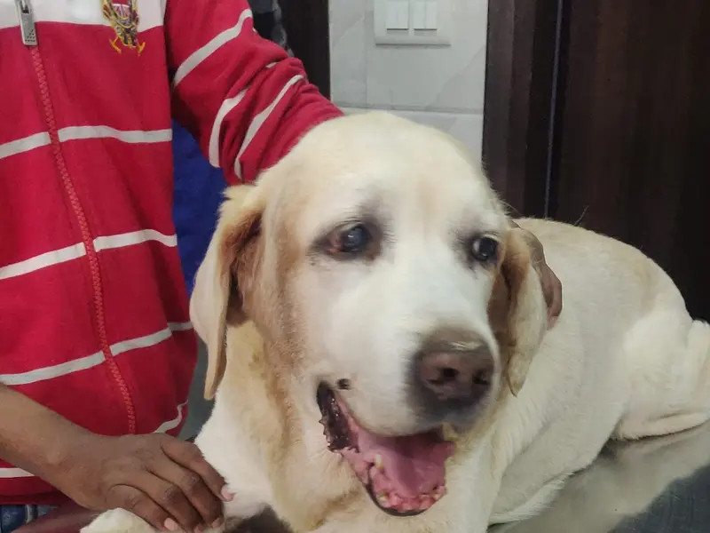 Dr. Chanana's Pet Clinic, photo 2