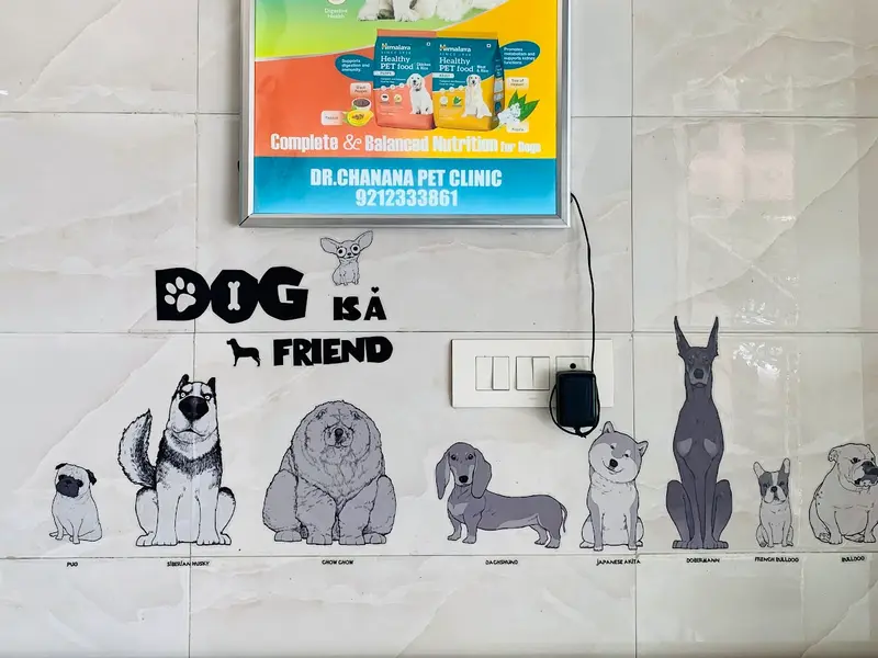 Dr. Chanana's Pet Clinic, photo 3
