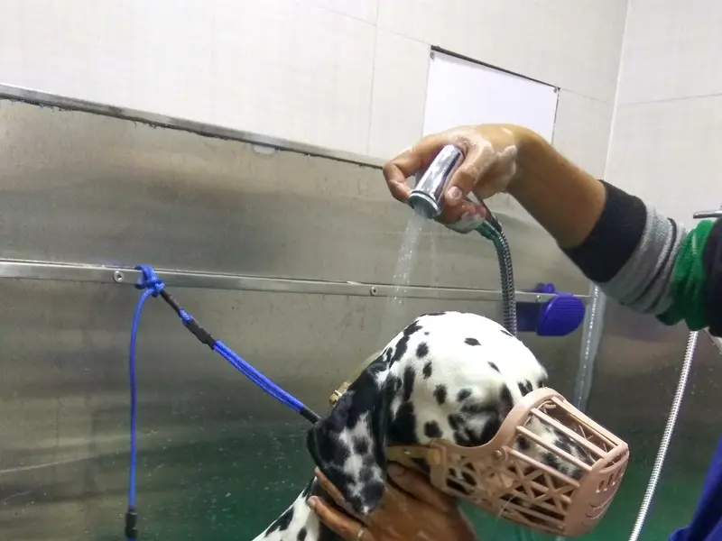 Dr. Chanana's Pet Clinic, photo 5