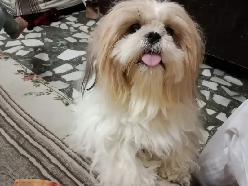 Foodypets - Pet Accessories In Rohini - Pet Grooming In Rohini, photo 4