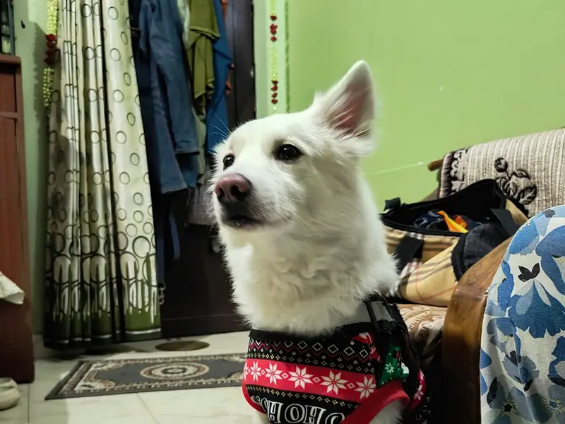 Onlypet Lover Boarding, photo 2