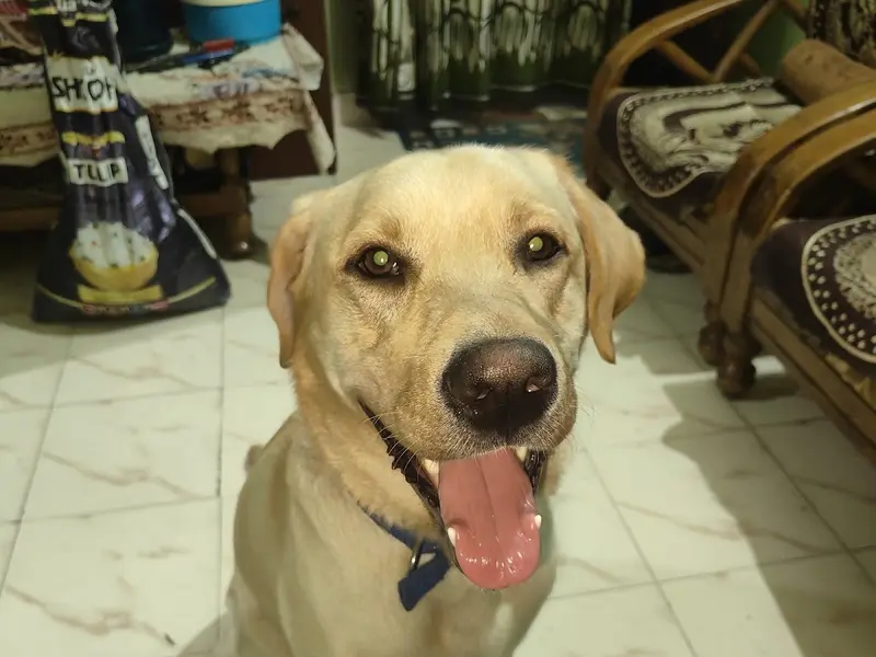 Onlypet Lover Boarding, photo 3