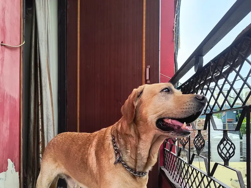 Onlypet Lover Boarding, photo 4