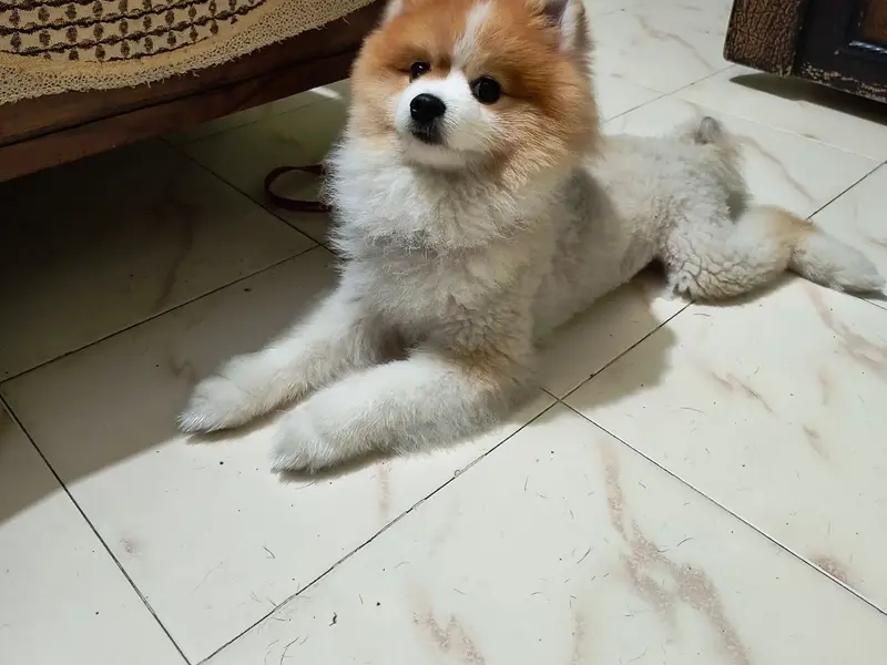 Onlypet Lover Boarding, photo 5