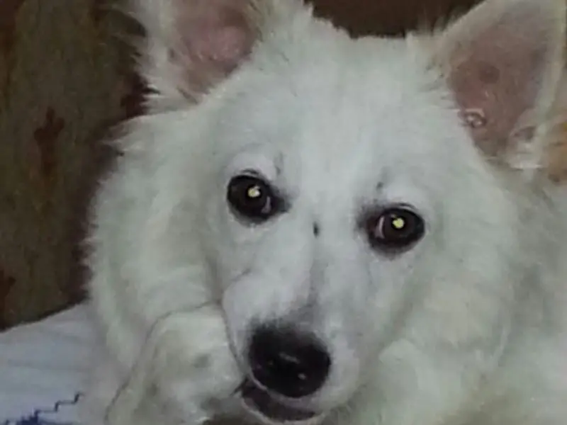 Oscar Heaven pet shop & Grooming, photo 5