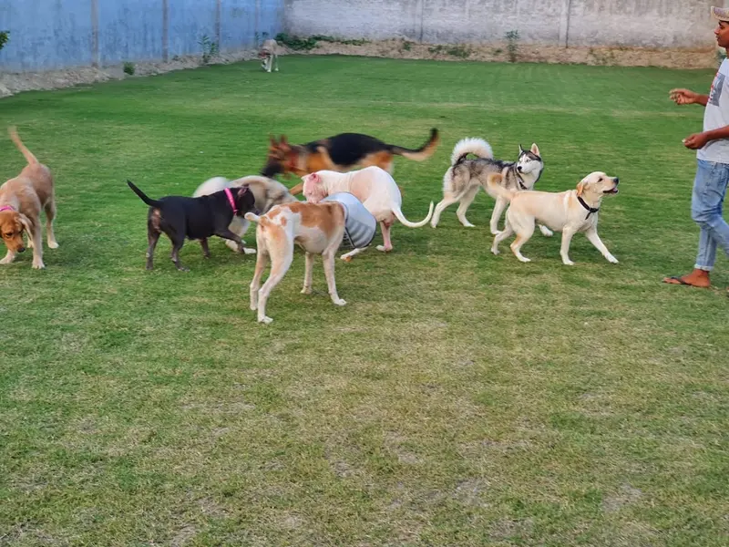 Paras dog trainer, photo 2