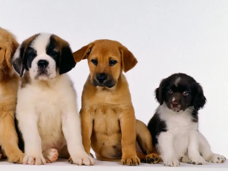 Pet Food Shop in Rohini | Dog & Cat Food in Rohini | Pet World, photo 2