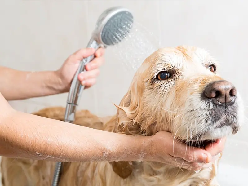 Pet Life Care (Home Visit Services), photo 2