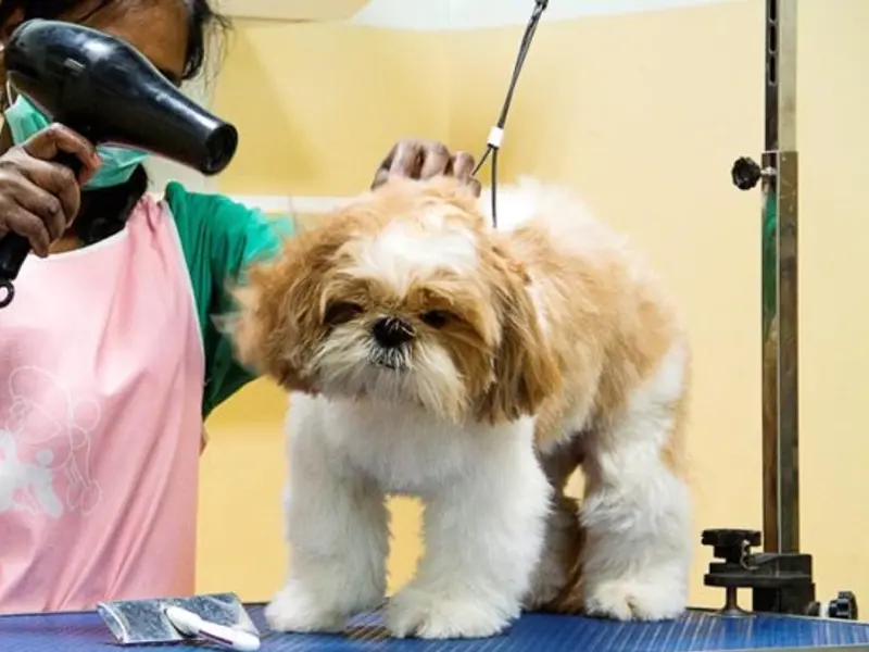 Pet Life Care (Home Visit Services), photo 3