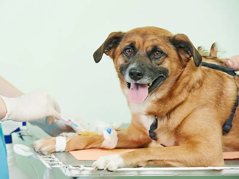 Pet Life Care (Home Visit Services), photo 5
