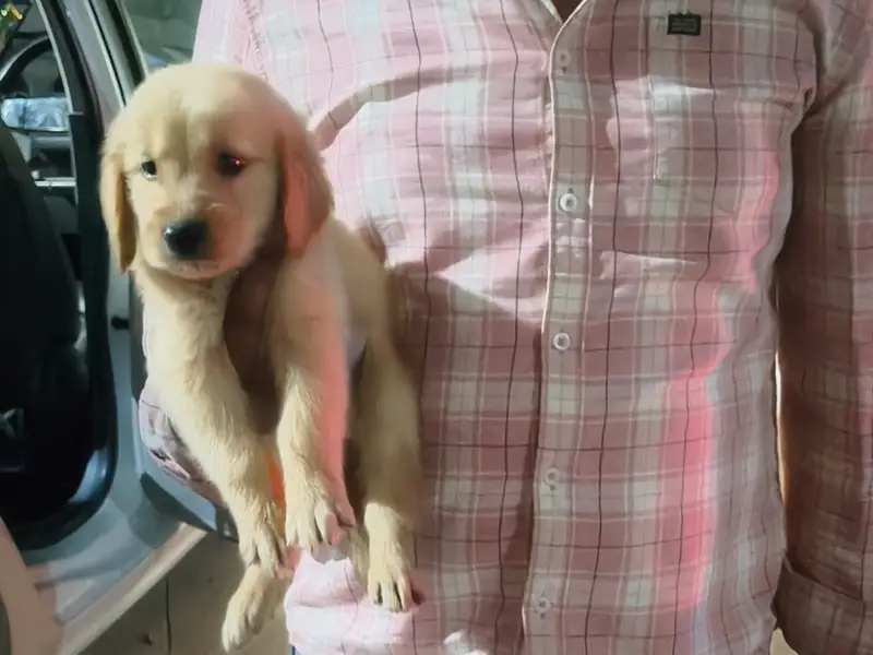 Pet's empire, photo 3