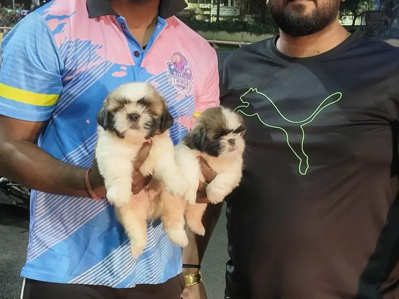 Pet's empire, photo 4
