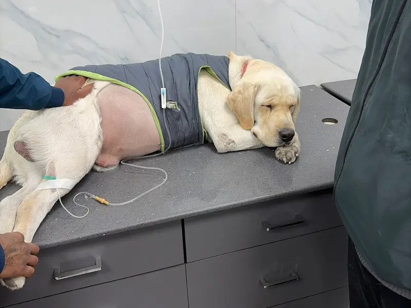 Pet's Planet India Pets Clinic, Rohini sector 16, photo 4
