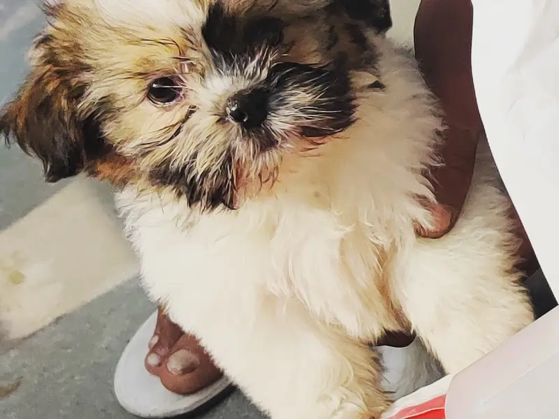 Pet's Planet India Pets Clinic, Rohini sector 16, photo 5