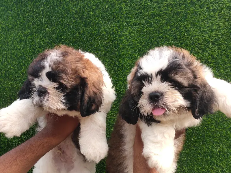 PM Pet Shop And Farm, photo 3