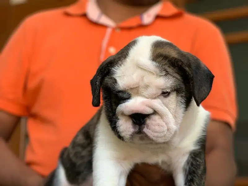 PM Pet Shop And Farm, photo 4