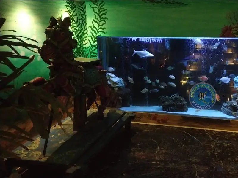 Sagar Fish Aquarium, photo 4