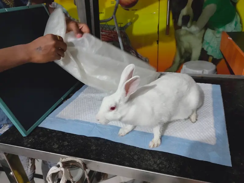 SHRI MAHESH ANIMAL CARE AND DOG SURGERY, photo 4