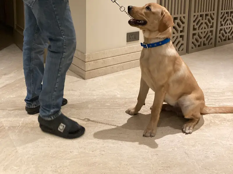 smart dog training, photo 2