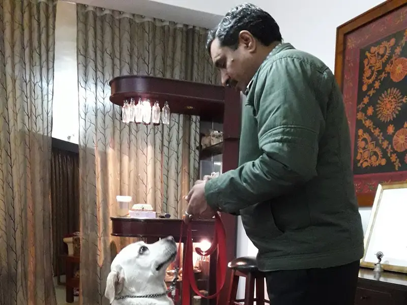 smart dog training, photo 3