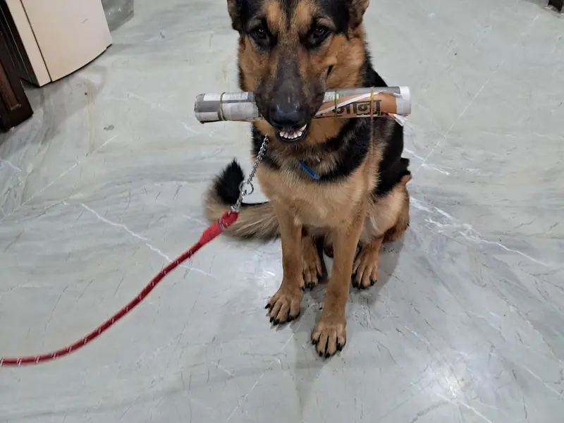 smart dog training, photo 4